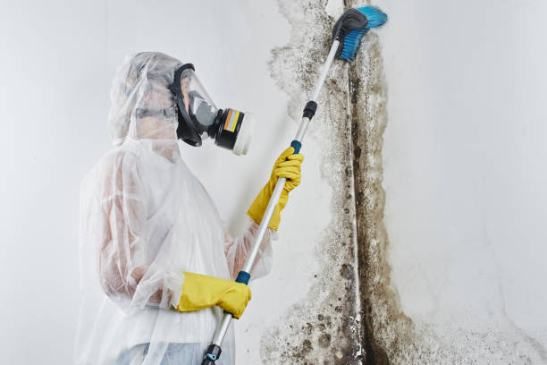Salida Del Sol Estates, TX Mold Removal Company