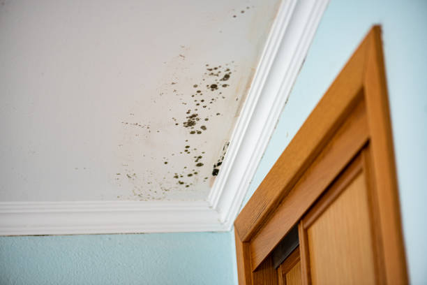 Best Mold Testing  in Salida Del Sol Estates, TX