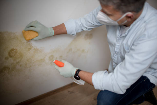 Best Professional Mold Removal  in Salida Del Sol Estates, TX