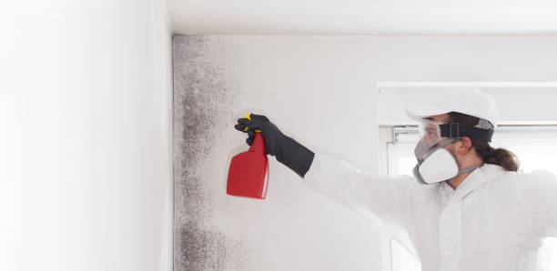 Office Mold Removal Services in Salida Del Sol Estates, TX