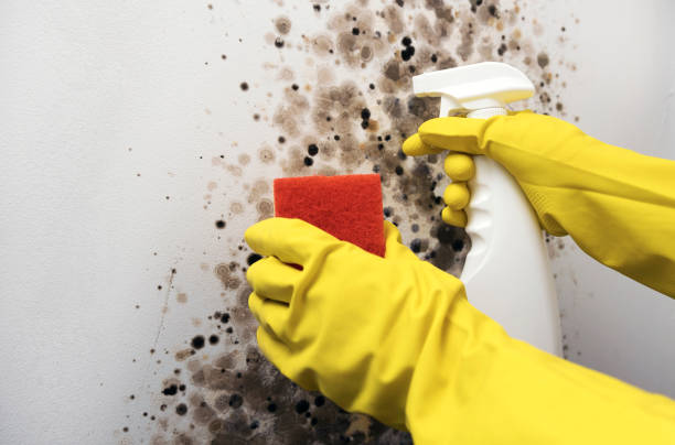Best Best Mold Removal Companies  in Salida Del Sol Estates, TX