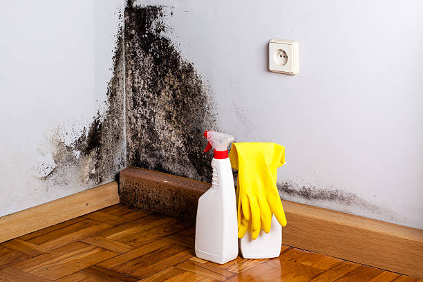 Best Mold Removal Company Near Me  in Salida Del Sol Estates, TX