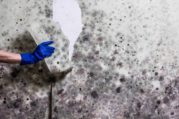 Mold Testing and Removal in Salida Del Sol Estates, TX