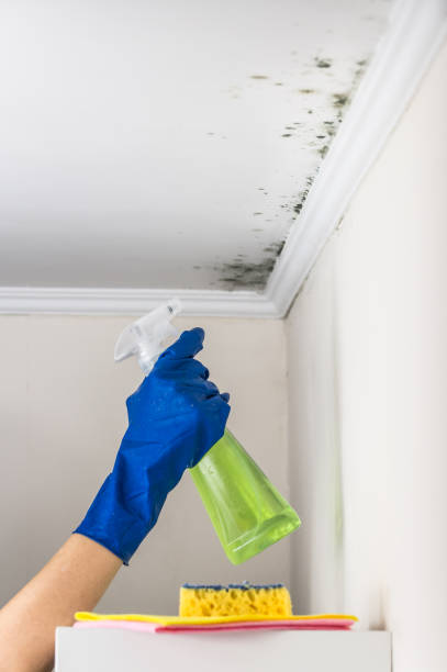 Reliable Salida Del Sol Estates, TX Mold Removal Solutions
